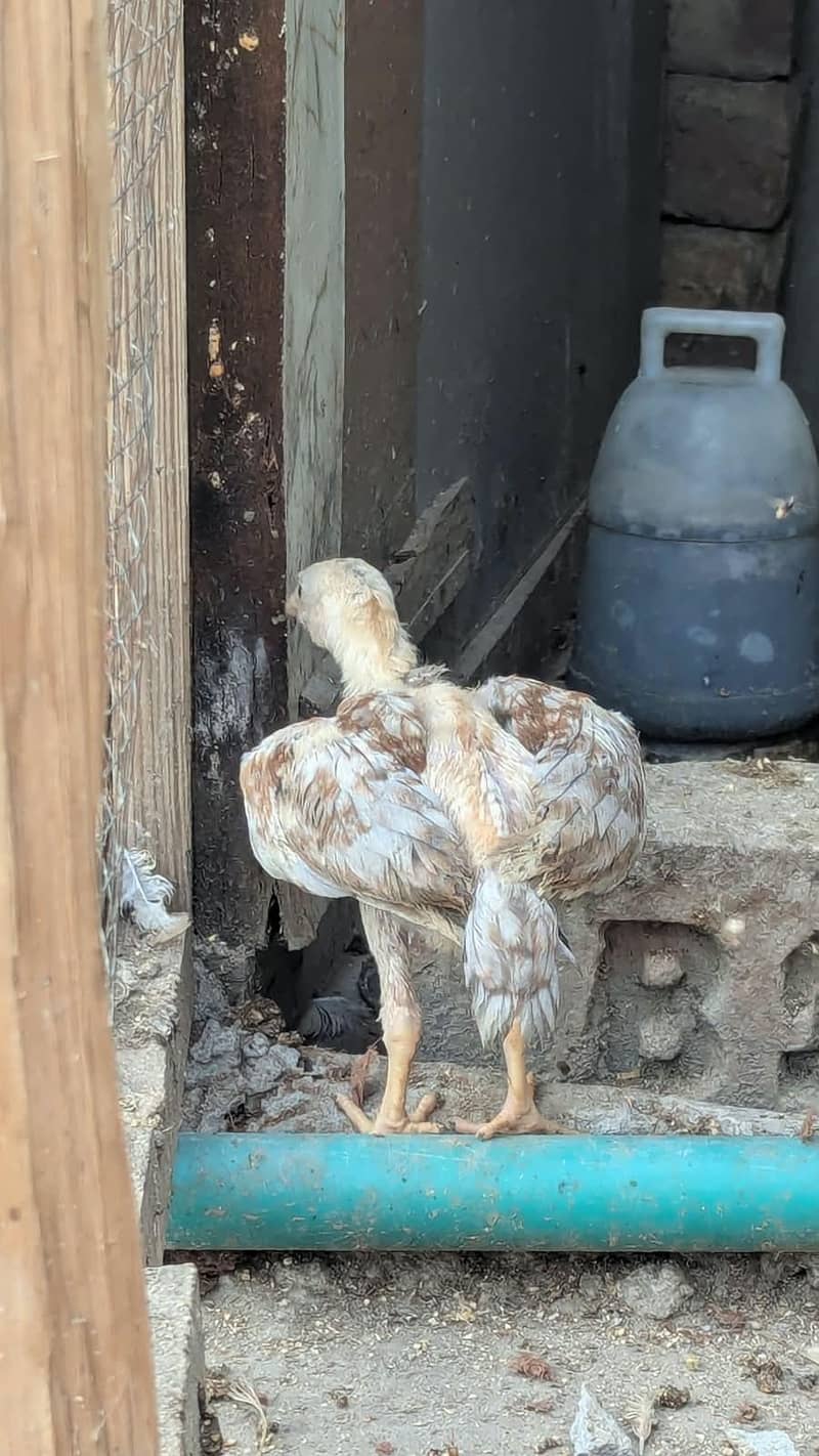 Aseel chicks 4
