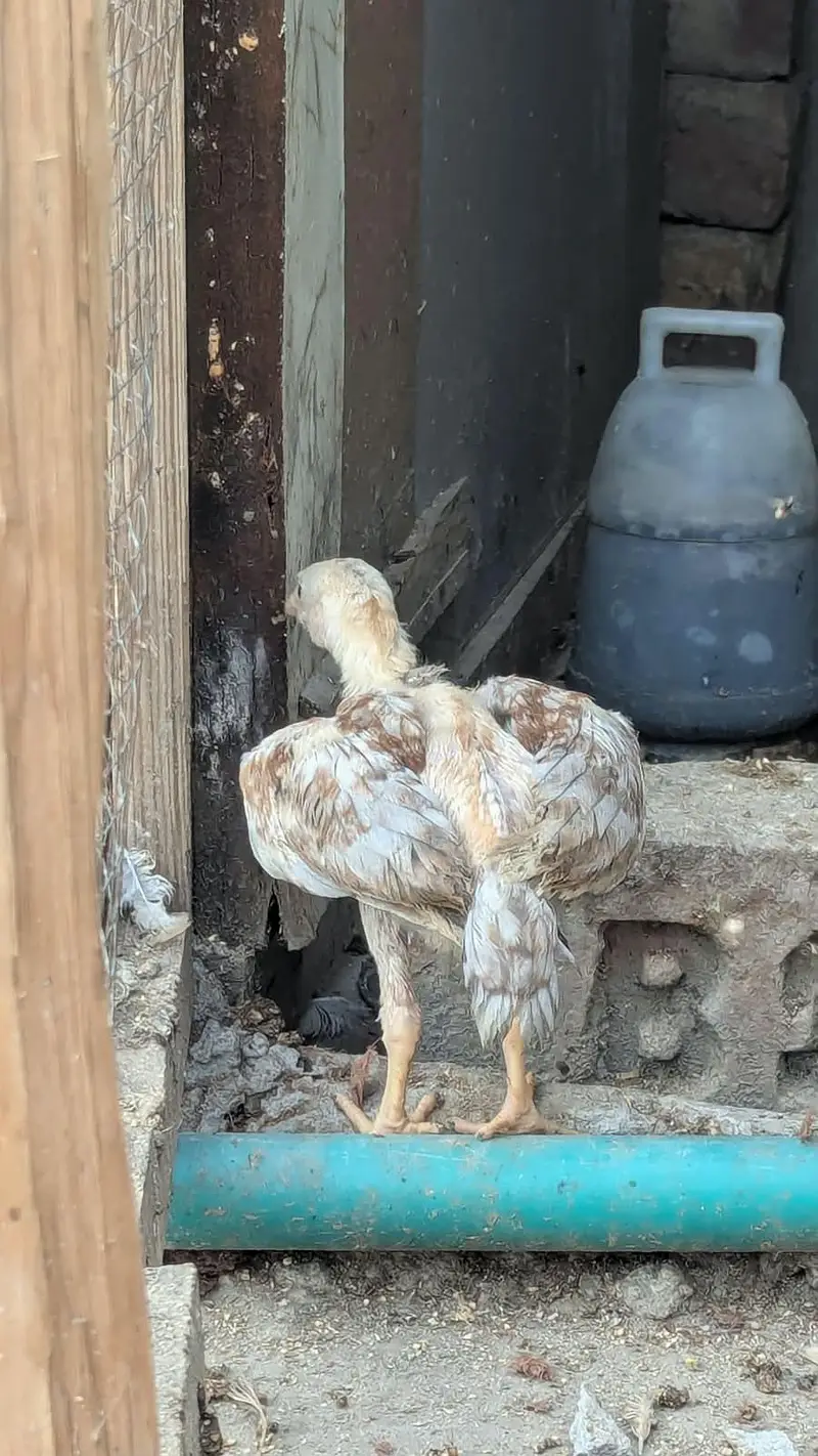 Aseel chicks — photo 5