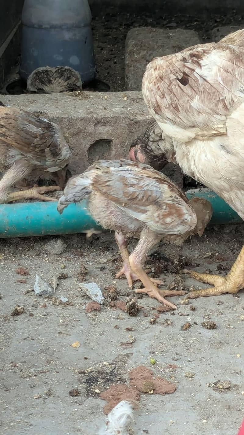 Aseel chicks 5