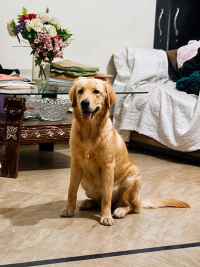 golden retriever female for sale