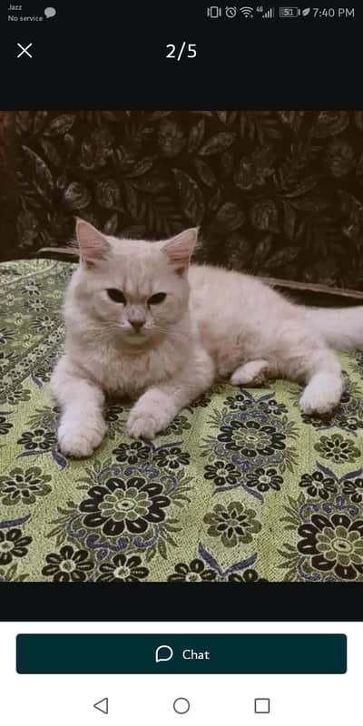 vaccination  hoi ha triple coted  cat fully active