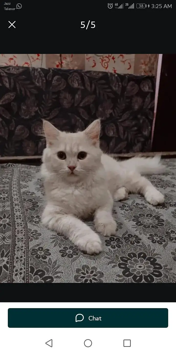 vaccination  hoi ha triple coted  cat fully active — photo 2