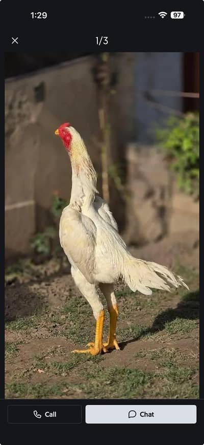 King white o shamo