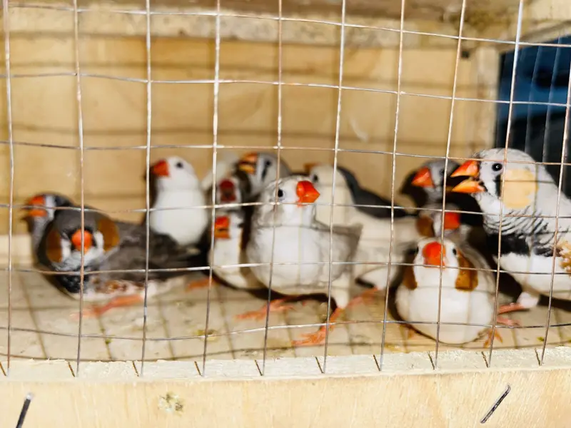 All birds available — photo 2