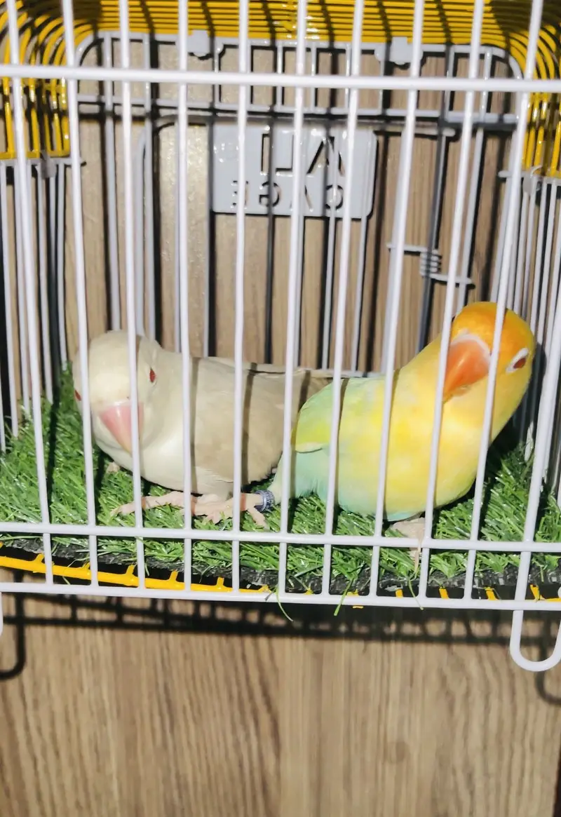 All birds available — photo 4