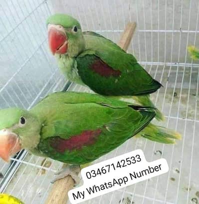kashmiri raw parrot for urgent sale
