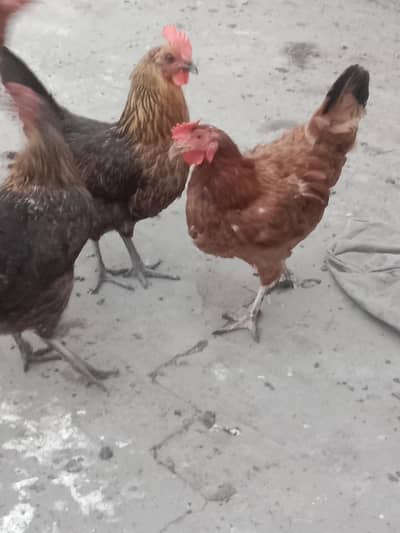 golden misri hens