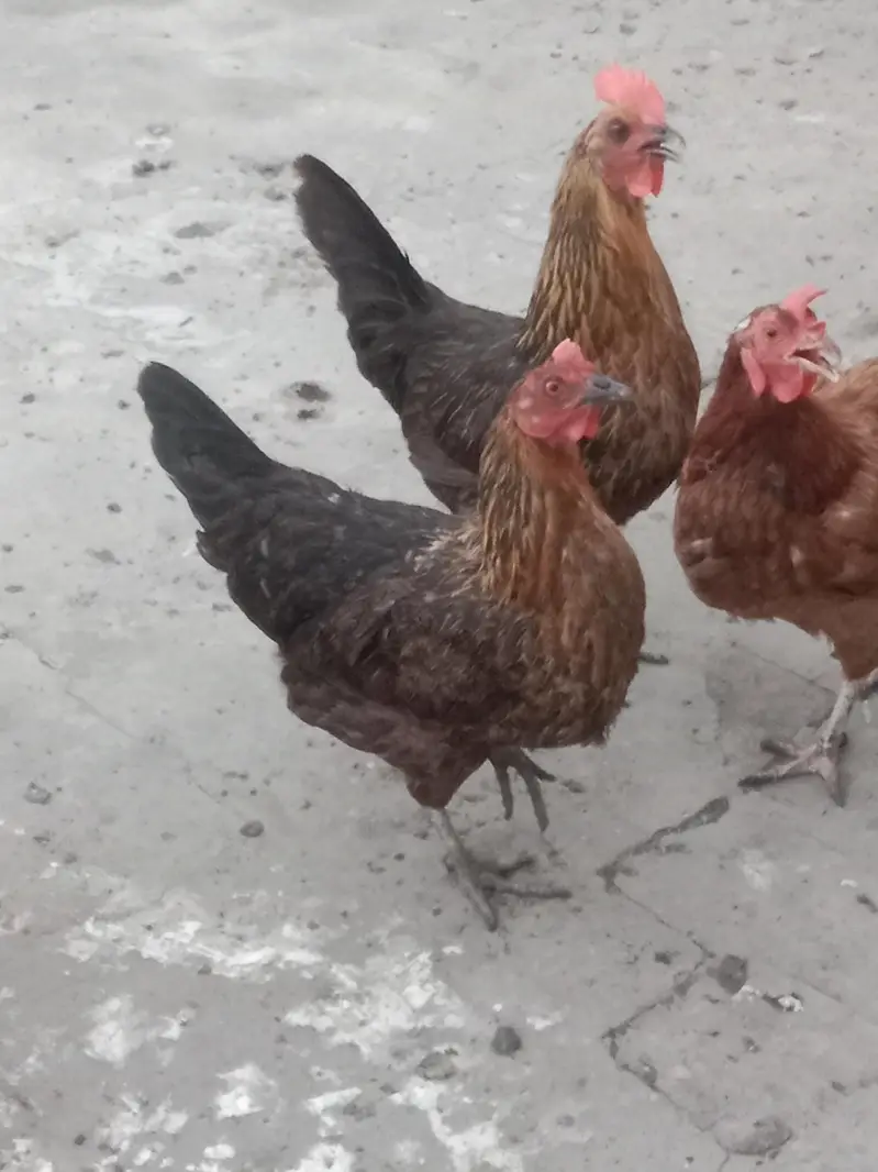 golden misri hens — photo 2