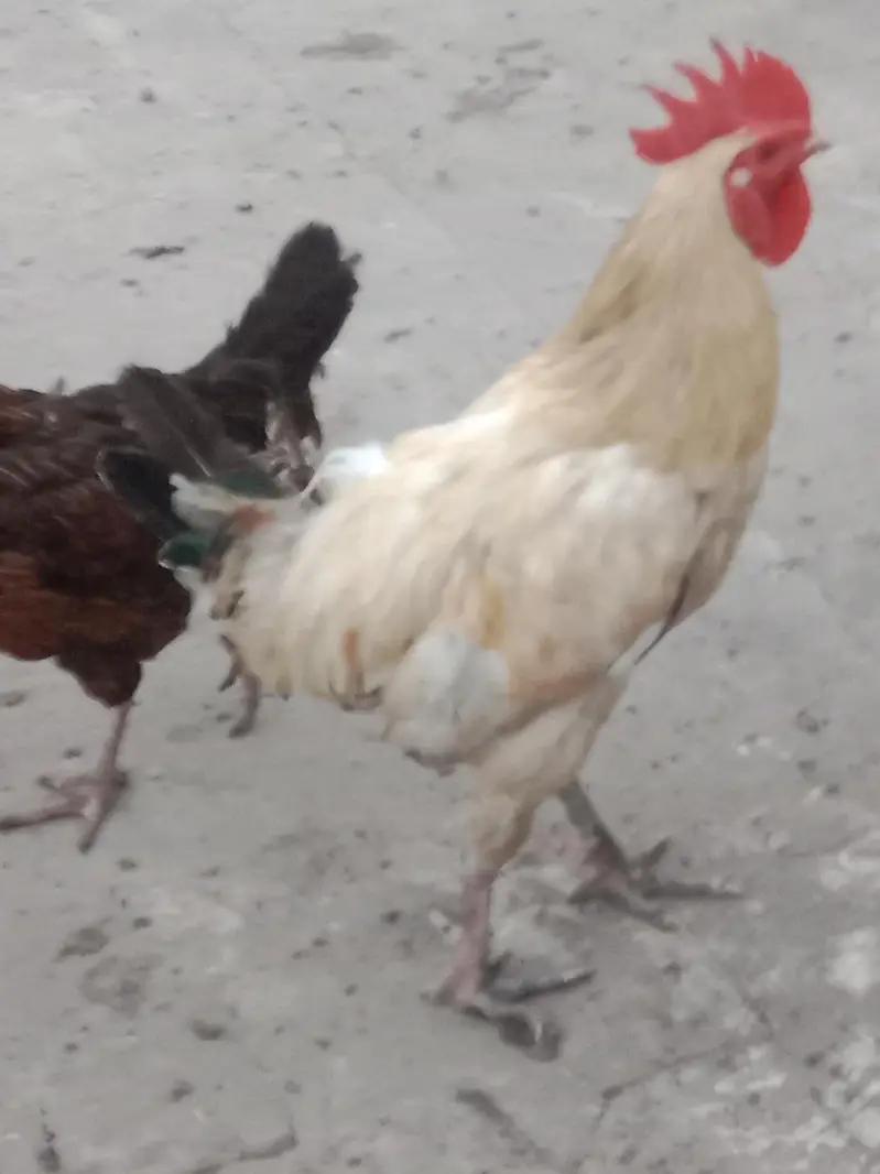 golden misri hens — photo 3