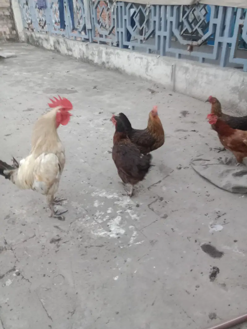 golden misri hens — photo 4