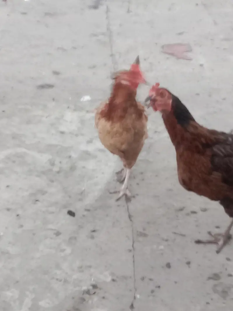 golden misri hens — photo 5