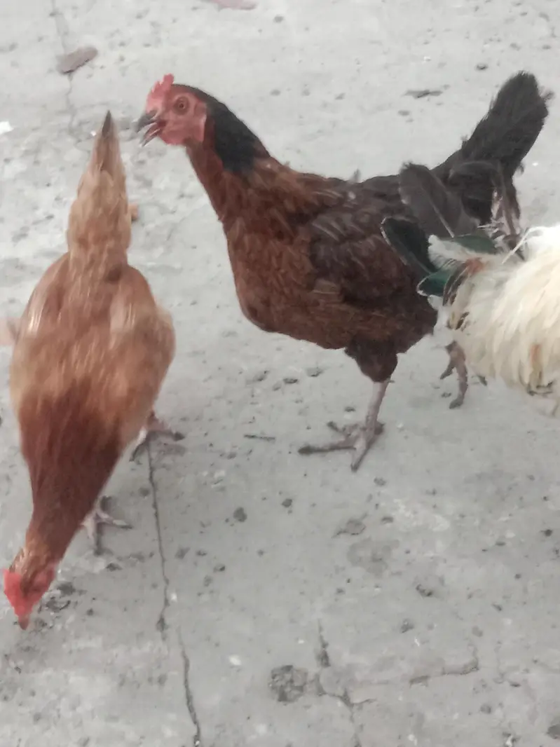 golden misri hens — photo 6