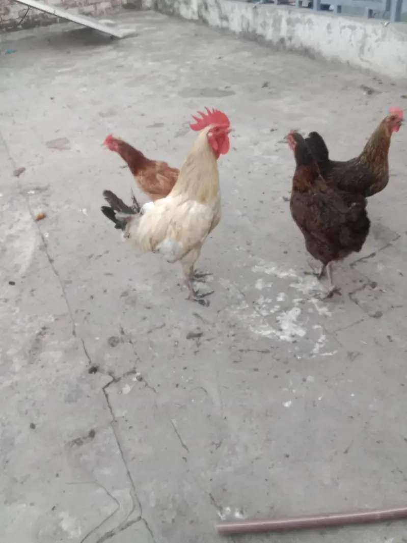 golden misri hens — photo 7