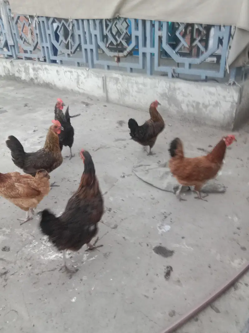 golden misri hens — photo 8