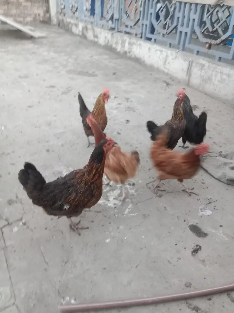 golden misri hens — photo 9