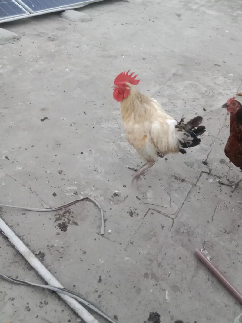 golden misri hens — photo 10