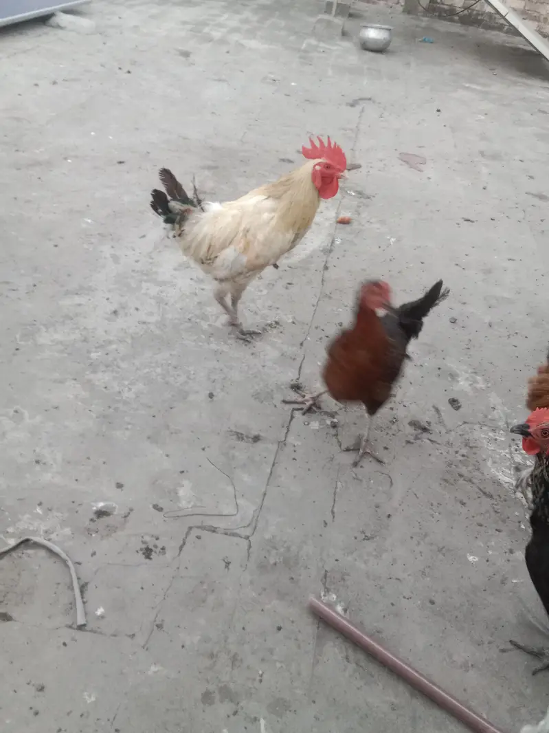 golden misri hens — photo 11