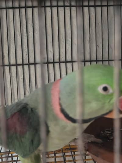 Kashmiri Raw perrot