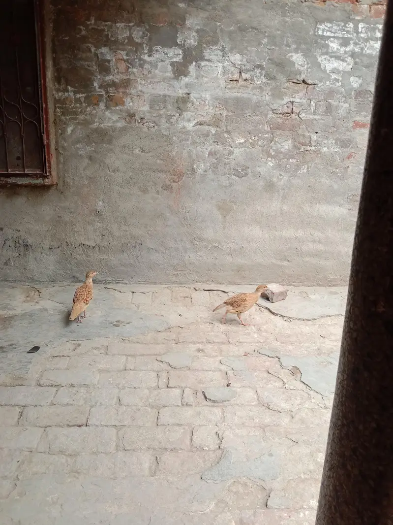 teerat — photo 3