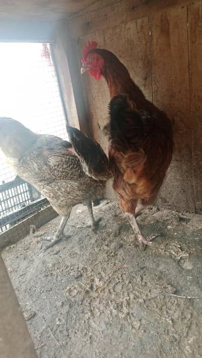 5 golden misri egg laying hens