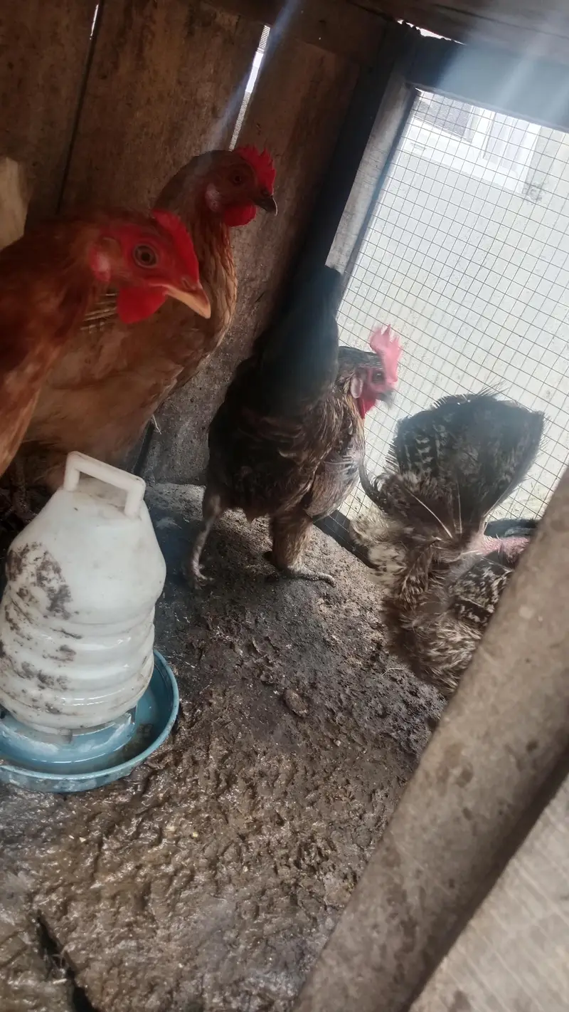 5 golden misri egg laying hens — photo 2