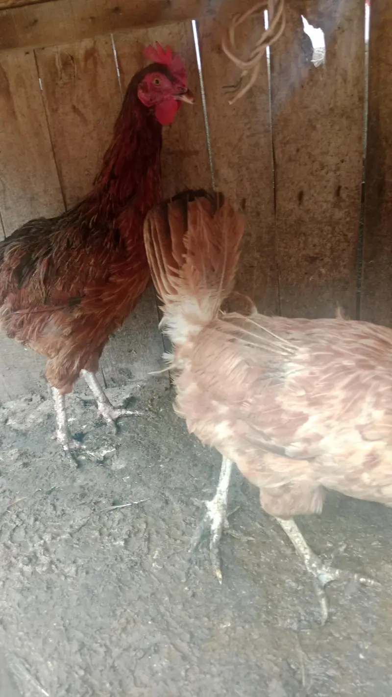 5 golden misri egg laying hens — photo 3