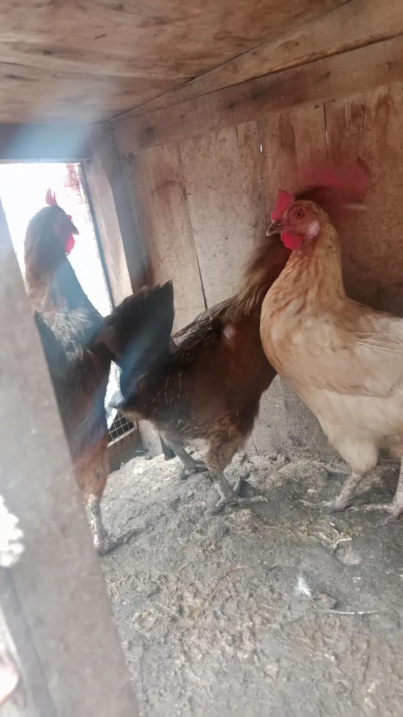 5 golden misri egg laying hens — photo 4
