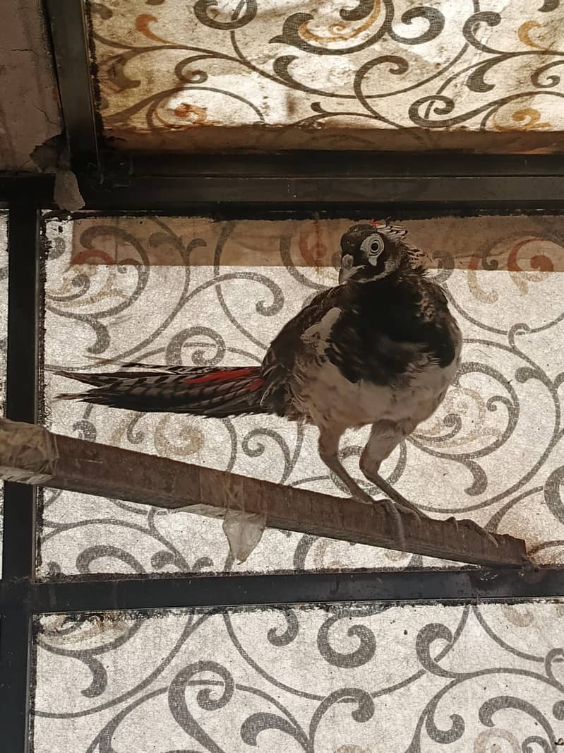 Pheasant 0