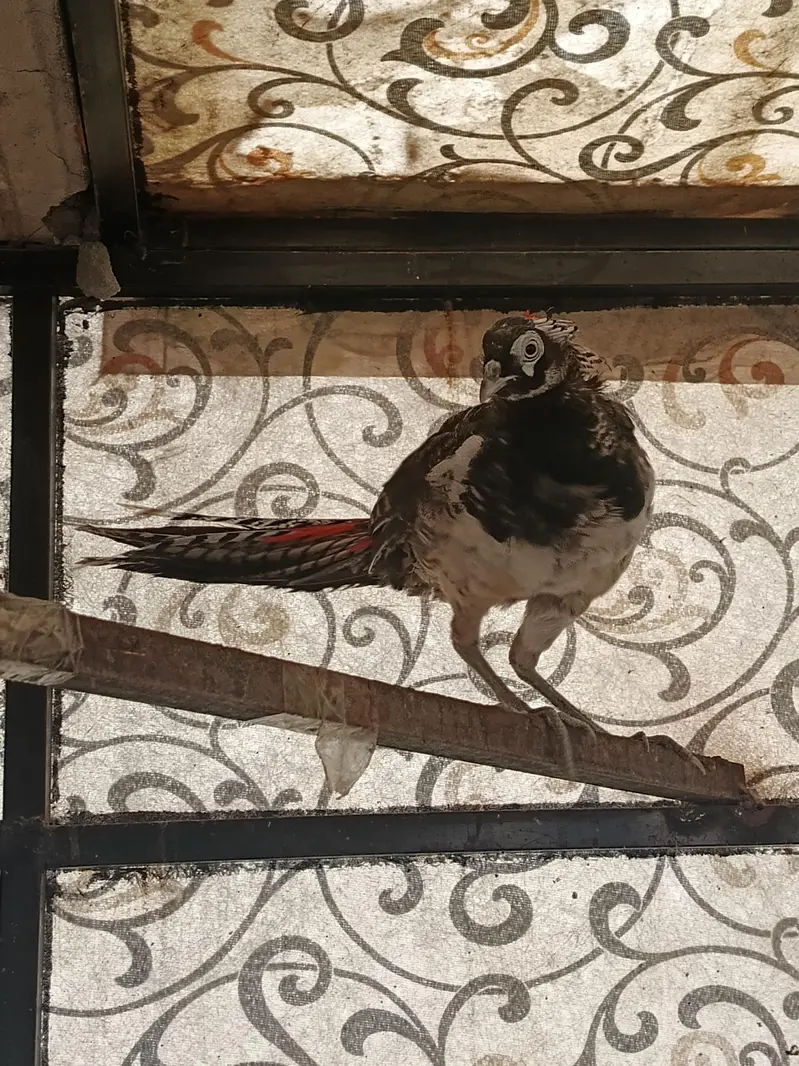 Pheasant