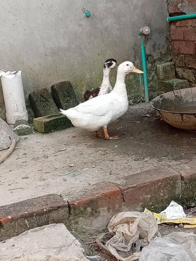 female desi duck