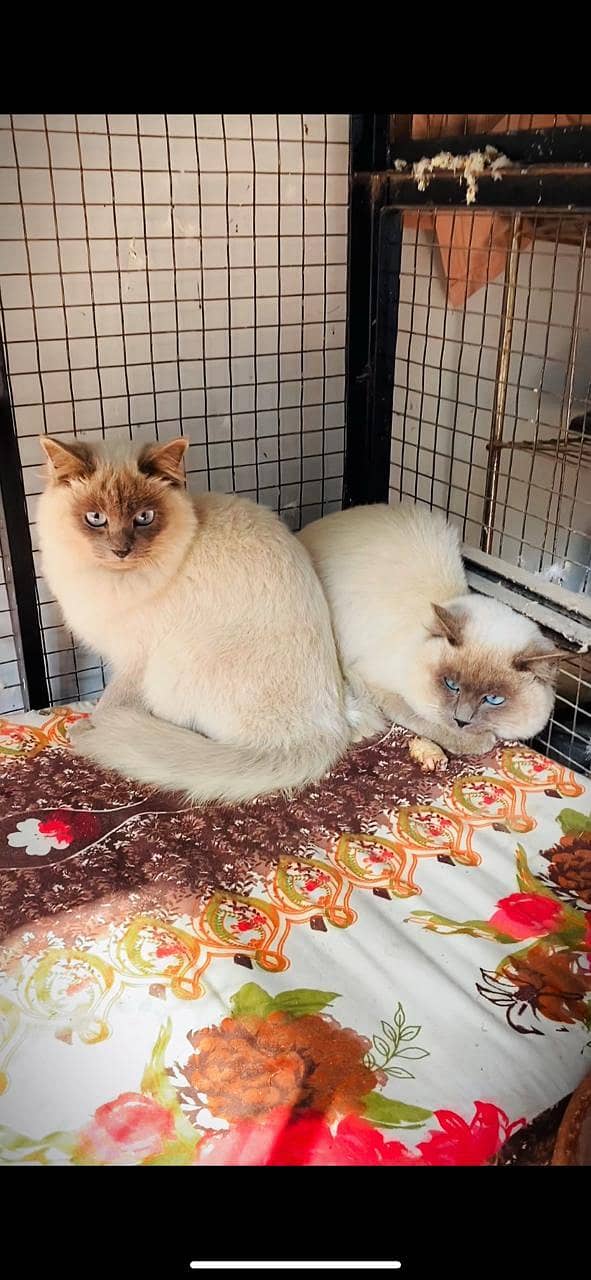 Imported Siamese Cat pair 0
