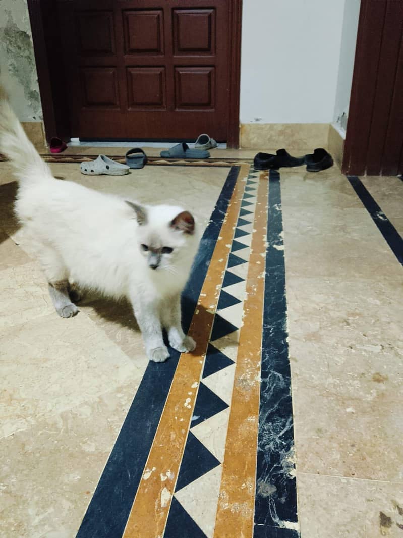 Imported Siamese Cat pair 1