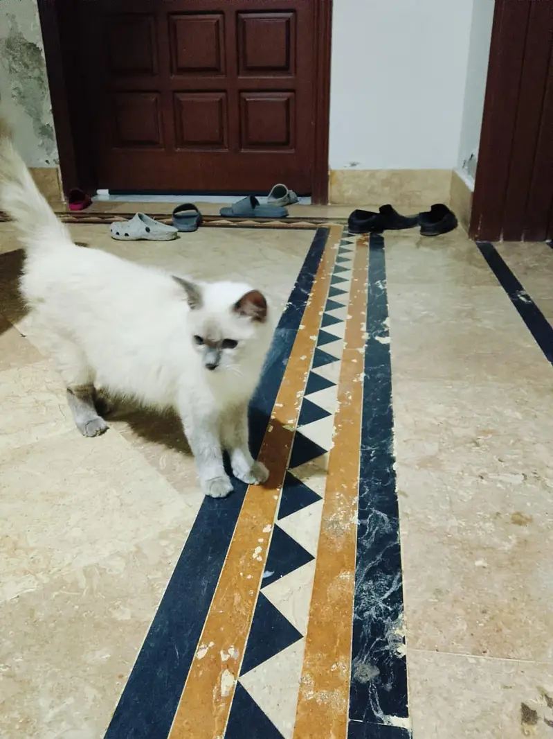 Imported Siamese Cat pair — photo 2