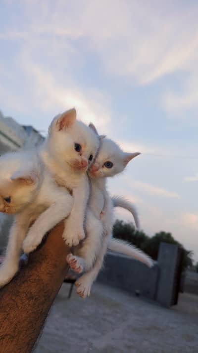 kittens for sale