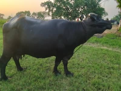 Bhains For Sale full tyaar he dusri dafa