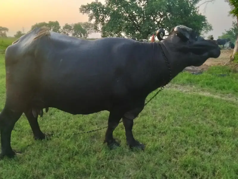 Bhains For Sale full tyaar he dusri dafa