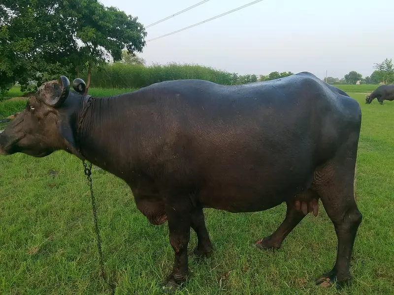 Bhains For Sale full tyaar he dusri dafa — photo 2