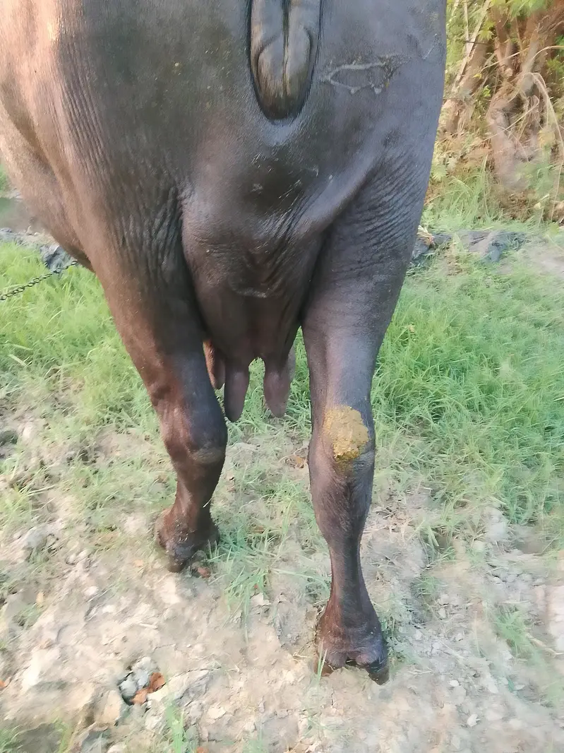 Bhains For Sale full tyaar he dusri dafa — photo 3