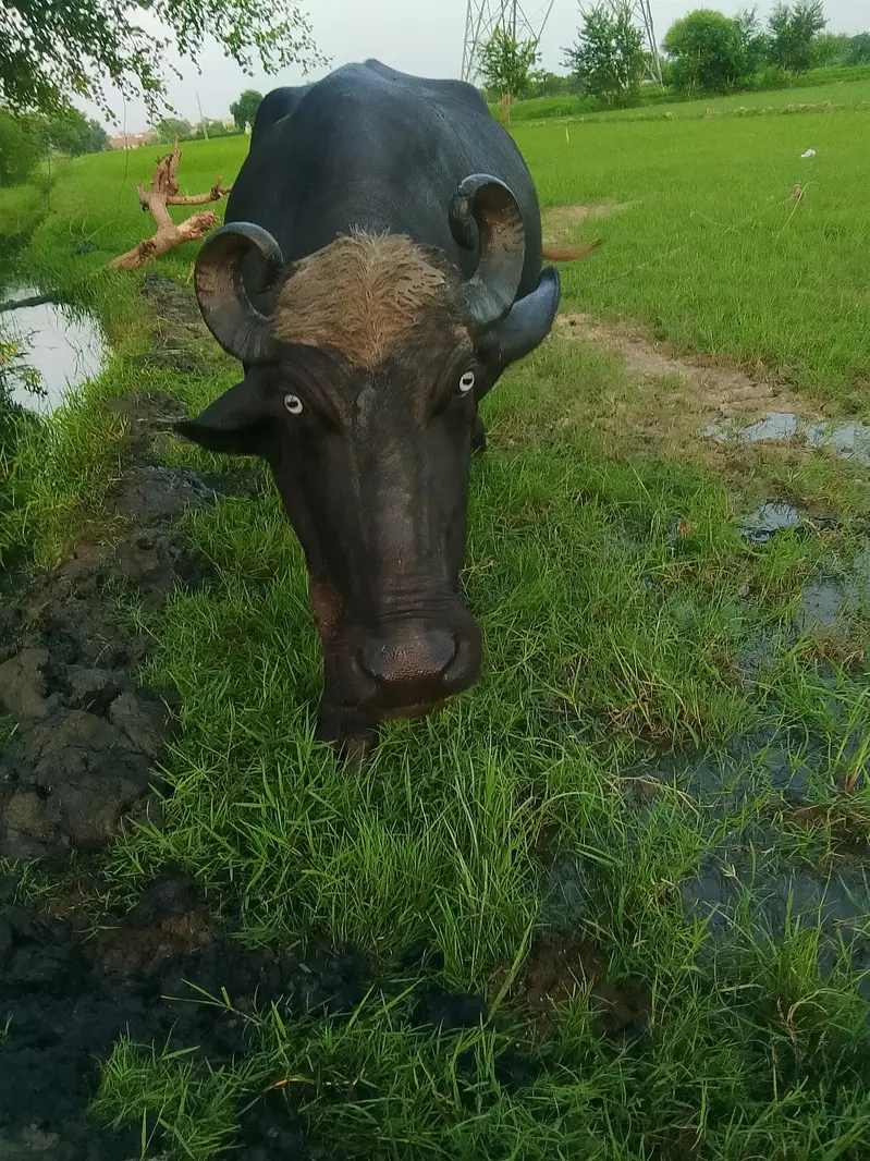 Bhains For Sale full tyaar he dusri dafa — photo 4