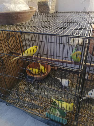 budgie pathy