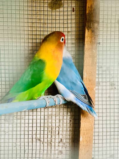 love birds