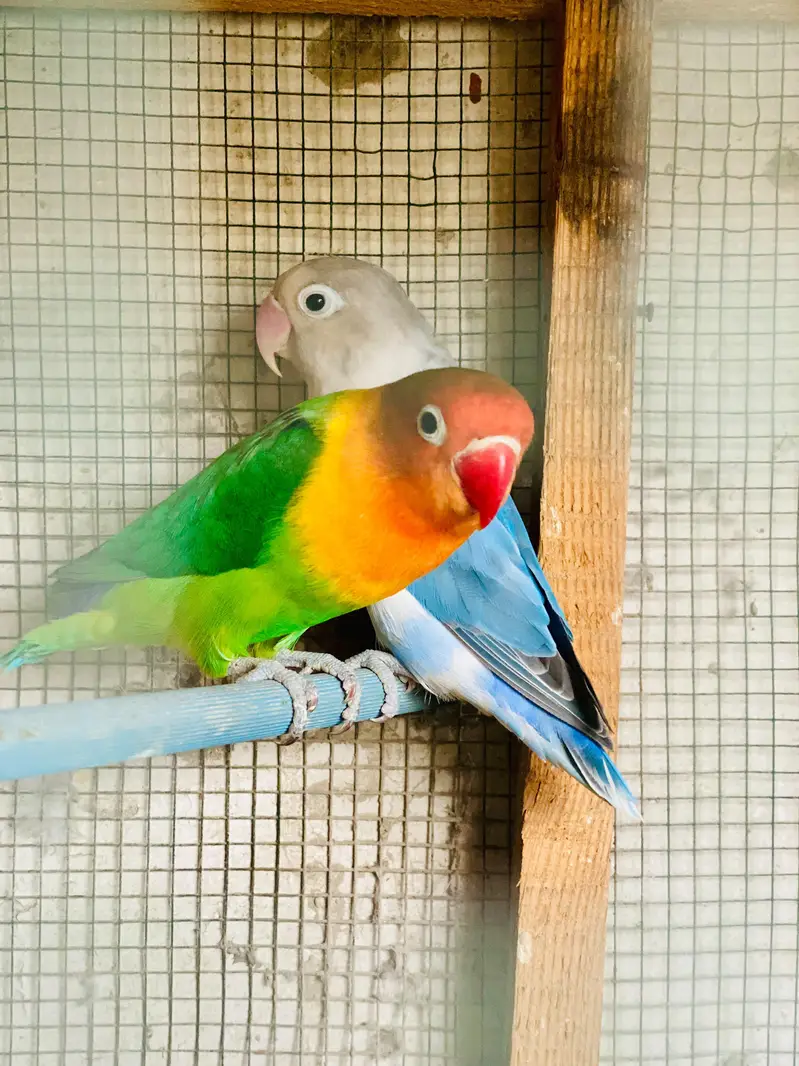 love birds — photo 2