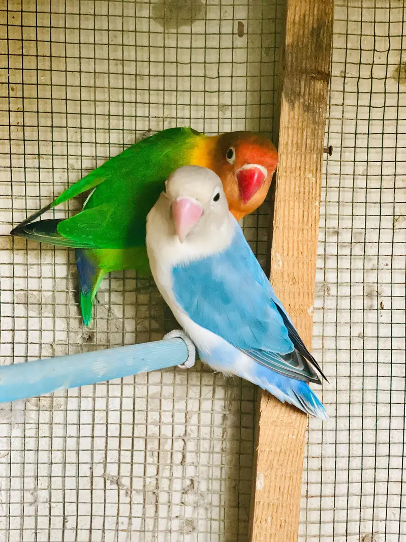love birds — photo 3