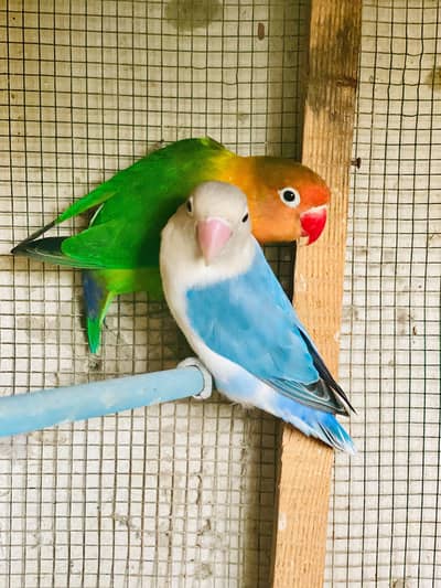 love birds