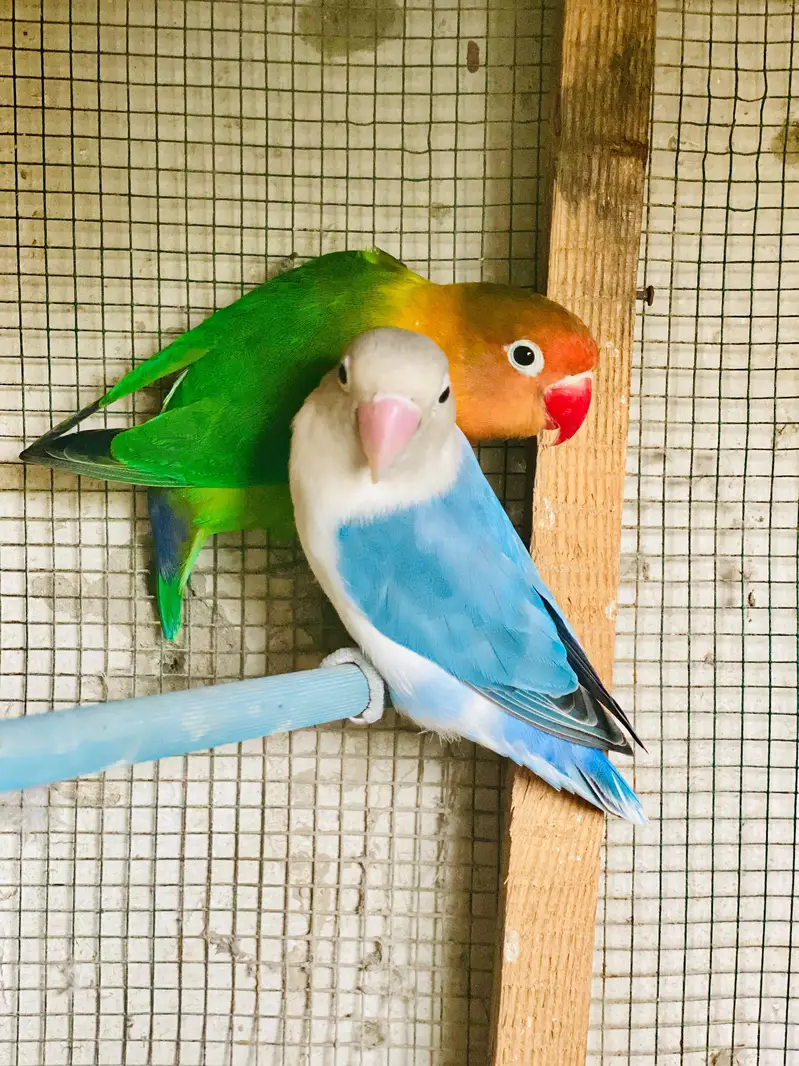 love birds — photo 4