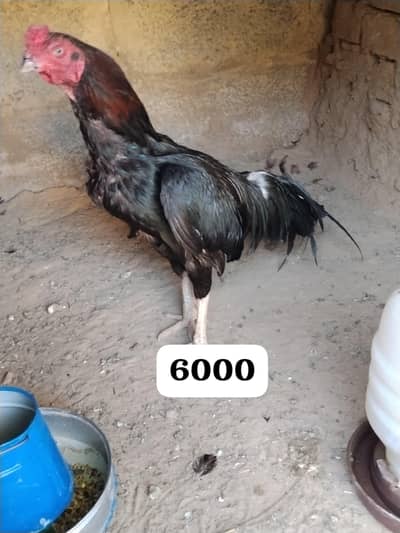 full setup urgent for sale