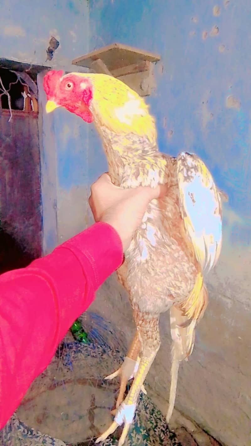 aseel murga patha 2