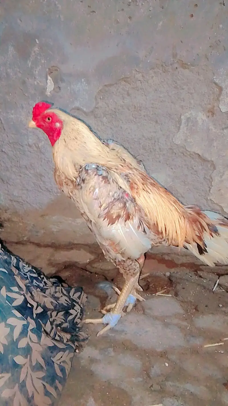 aseel murga patha — photo 5