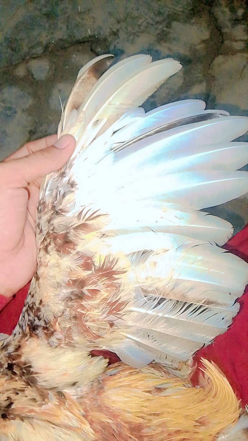 aseel murga patha 5