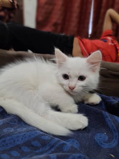 cute kitten for sale